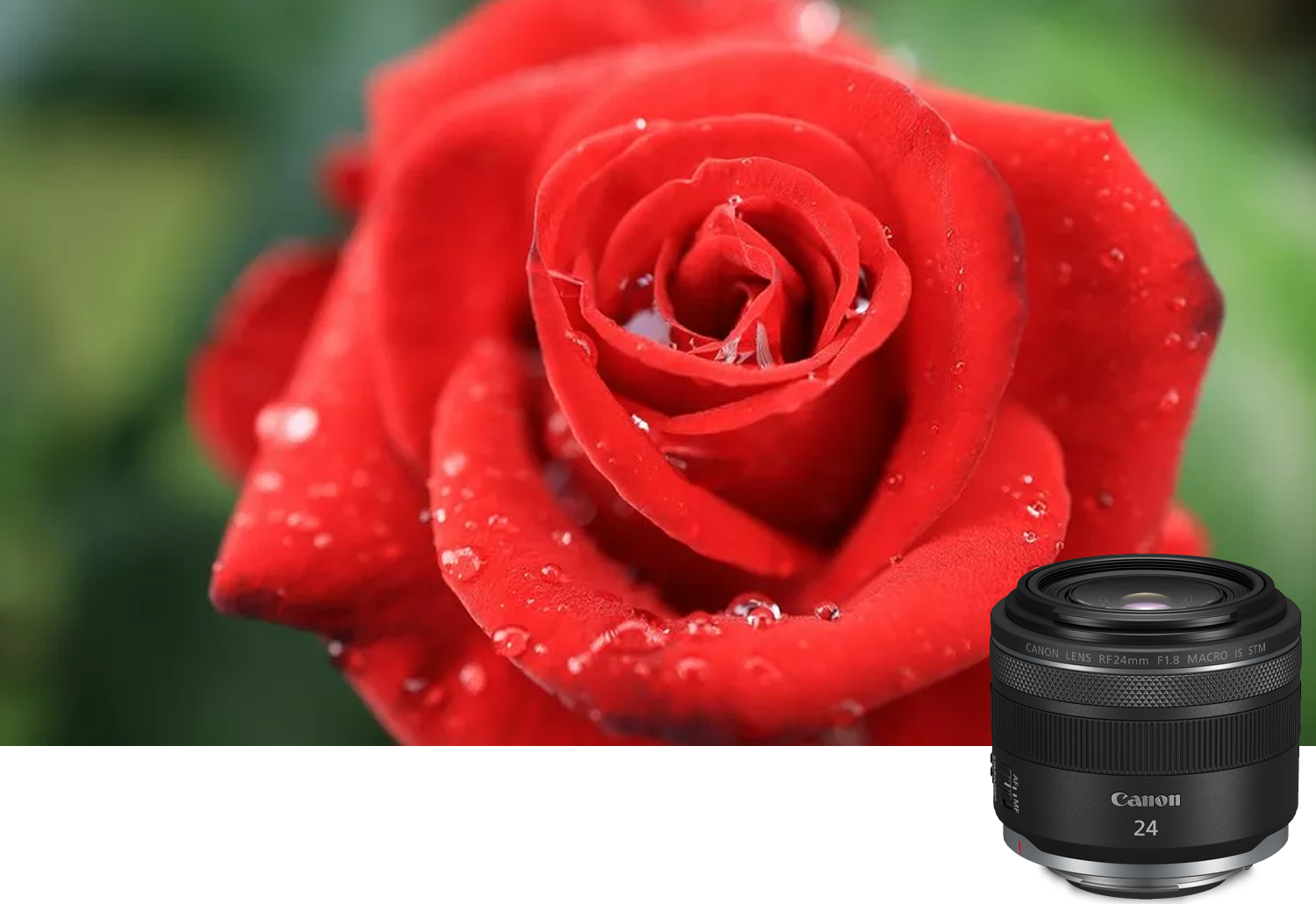 Canon RF 24mm f/1.8 Macro IS STM Lens