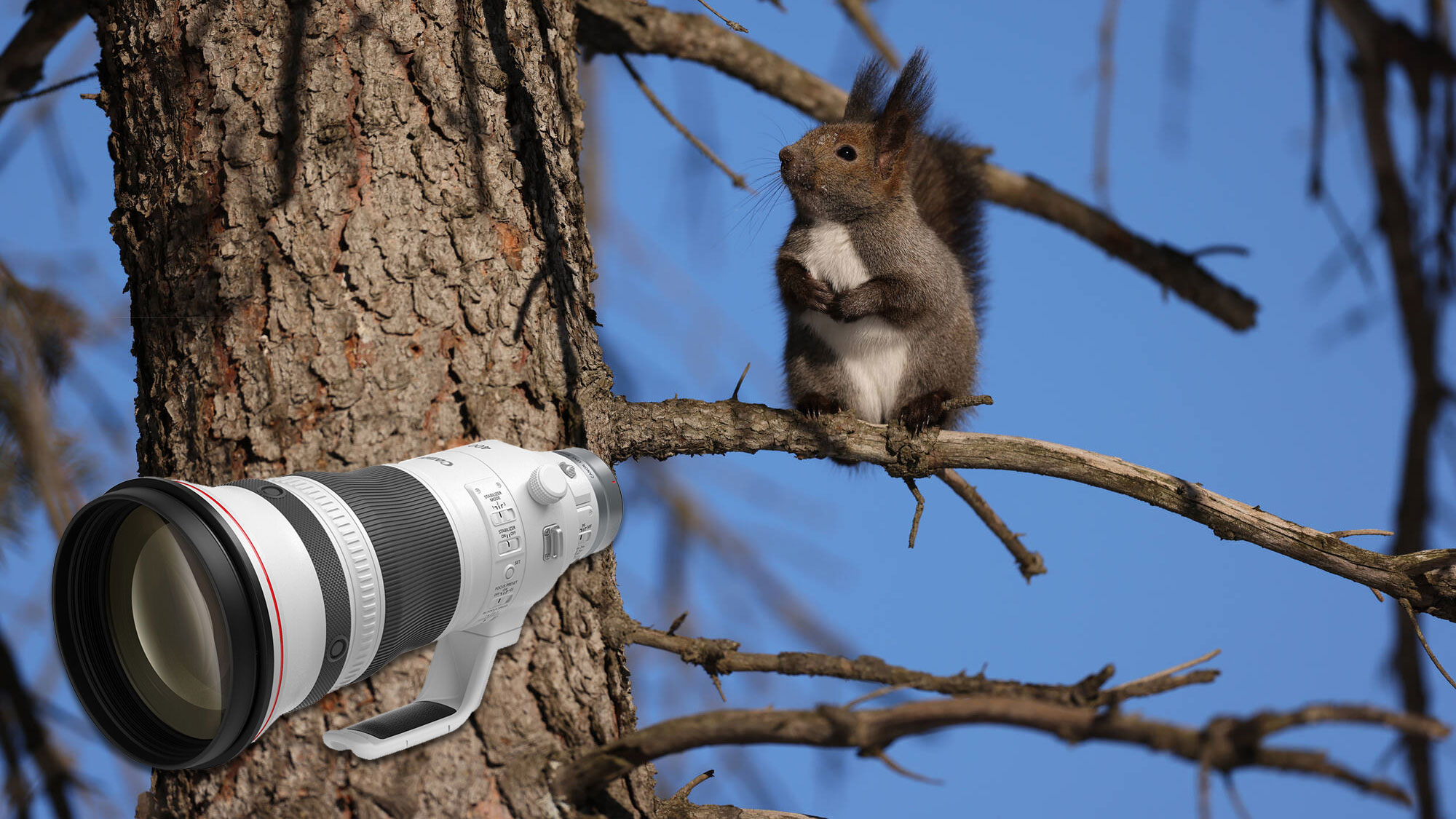 Canon RF 400mm f/2.8 L IS USM