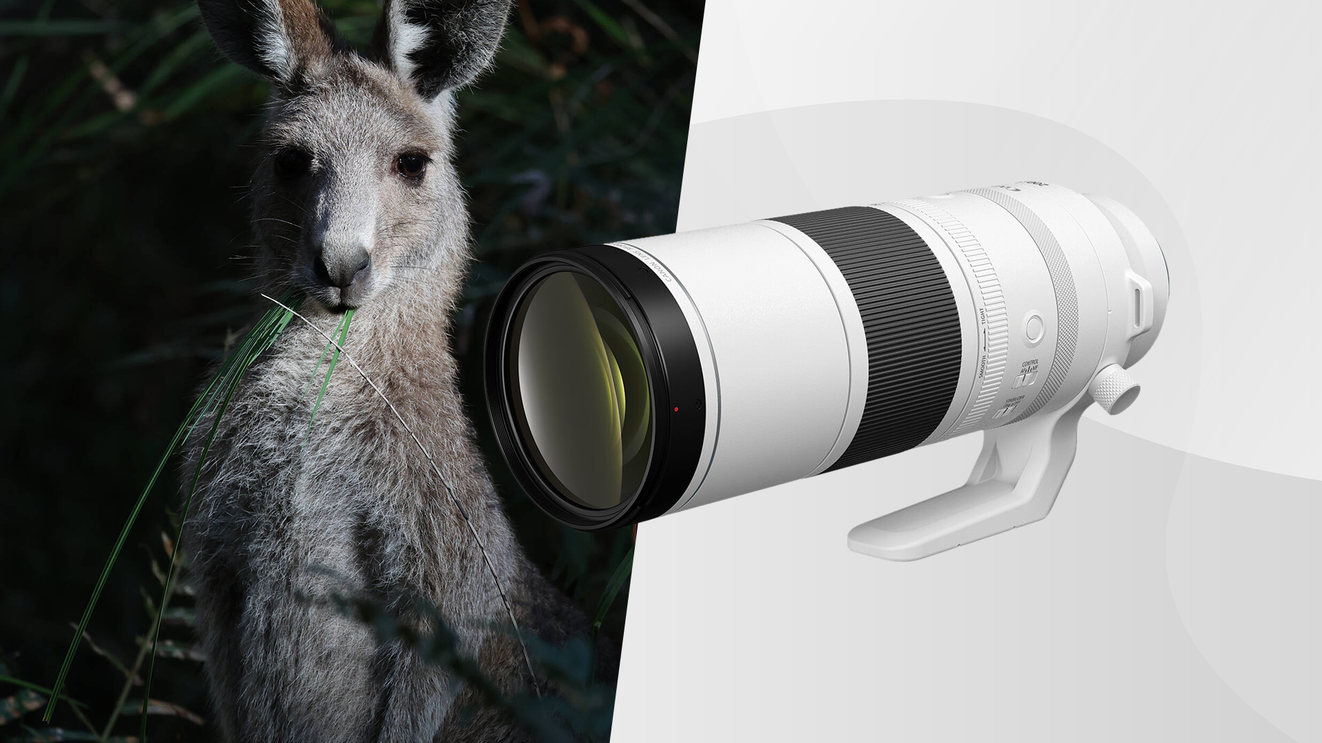 Canon RF 200-800mm f/6.3-9 IS USM Lens