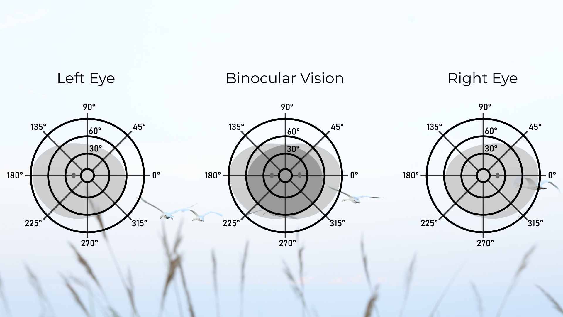 Binoculars Vision Diagram