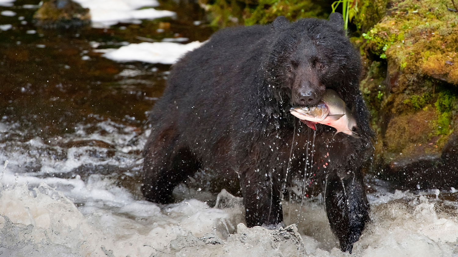 A black bear catches a fish in the middle of a stream, illustrating the importance of avoiding wildlife baiting.