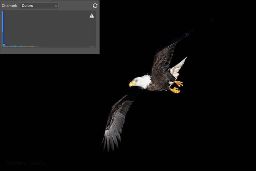 Quite the opposite of the above image, however, the eagle itself is properly exposed. Under or overexposed doesn’t necessarily mean it’s a bad exposure, so long as it meets your goals.