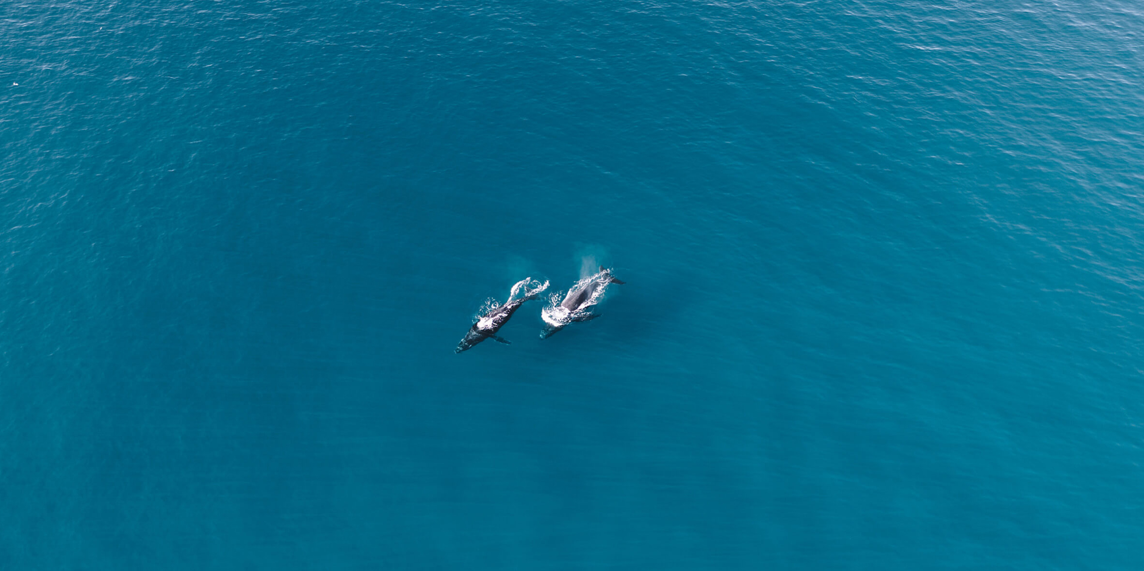 Aerial photograph of two dolphins swimming side by side in blue ocean waters, captured with the DJI Mini 4 Pro.