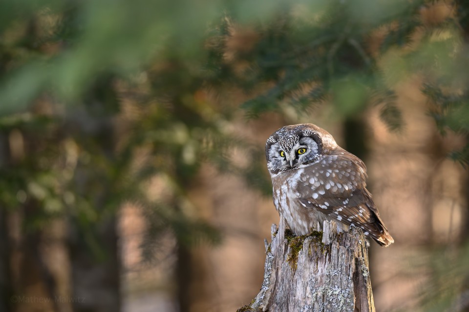 The same Boreal Owl photographed above lingered for a bit, and as the sun began to set, ISO values began to climb, and cropping was kept to a minimum.
