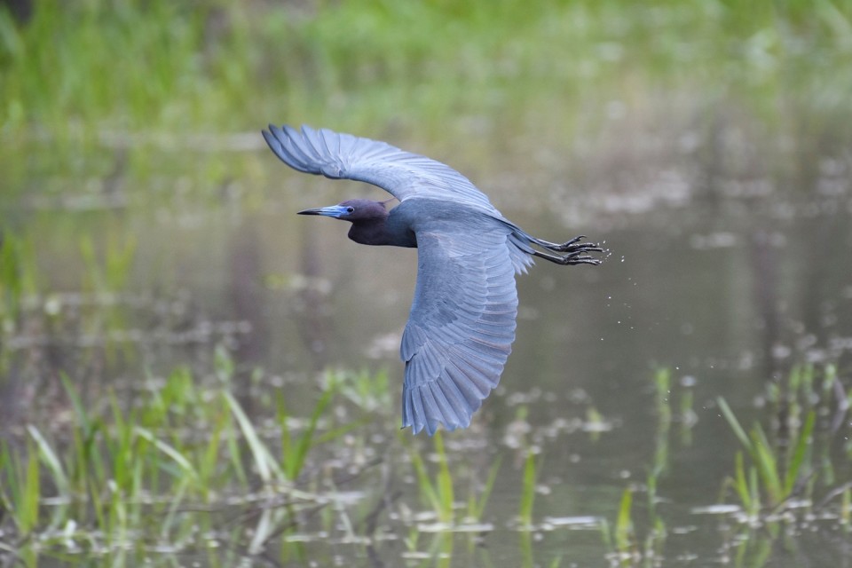 A little blue heron gliding over a pond after being unfortunately spooked by a passerby. Luckily for the photographer, it flew in their direction.