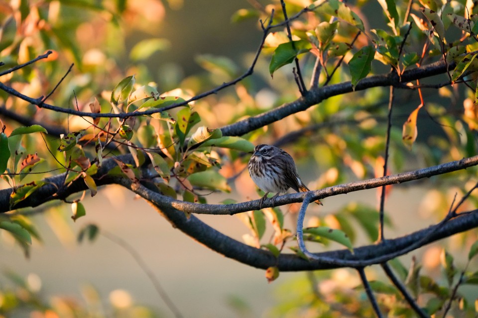 The a7R V can isolate birds in busy environments